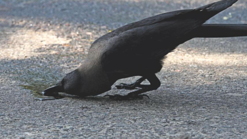 crow.jpg