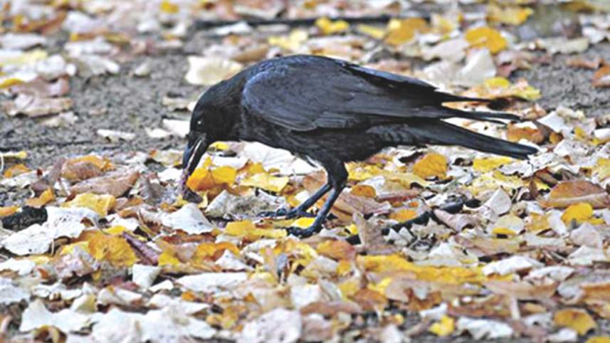 crow.jpg