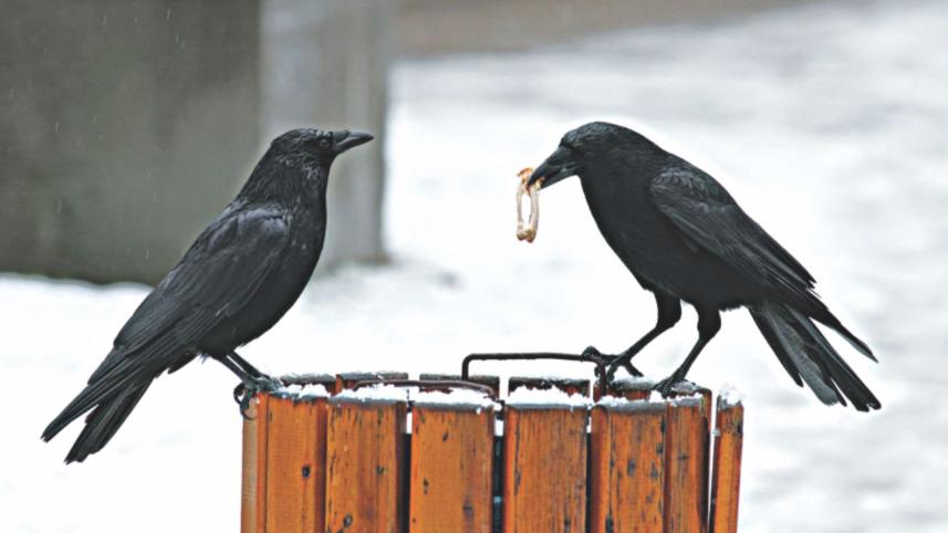 crow job.jpg