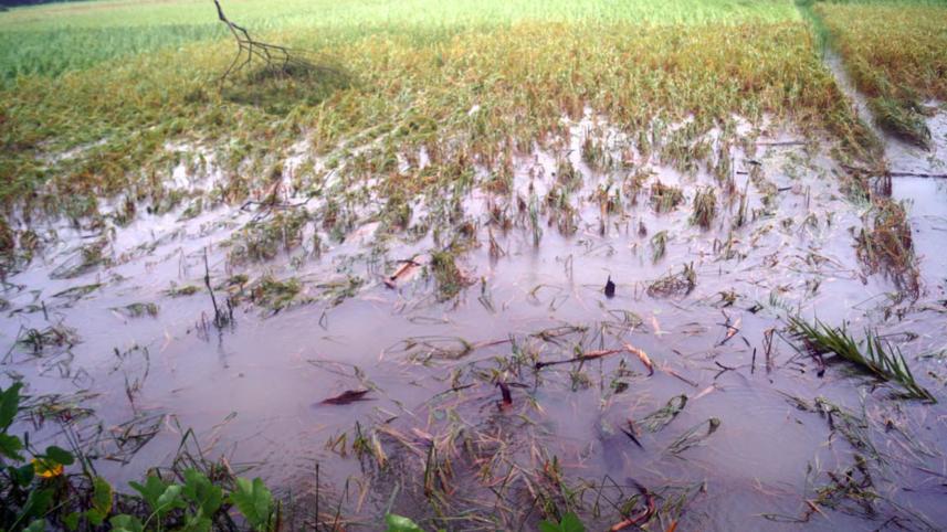 Cyclone Bulbul damaged crops.jpg