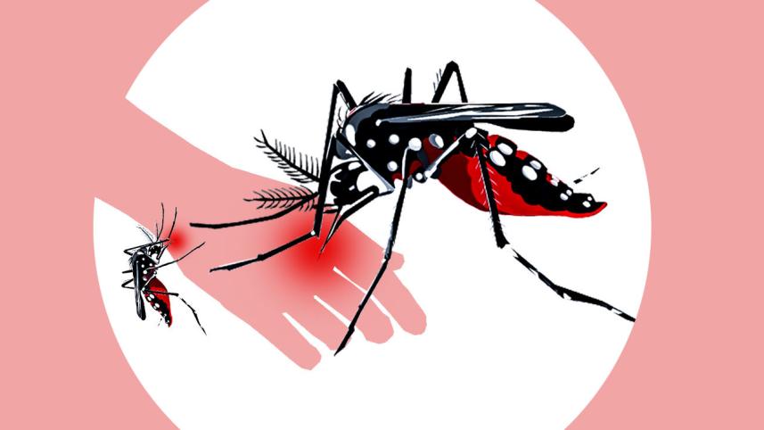 Aedes Mosquito