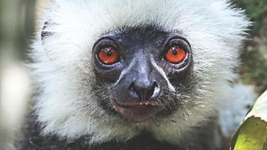 Diademed sifaka.jpg