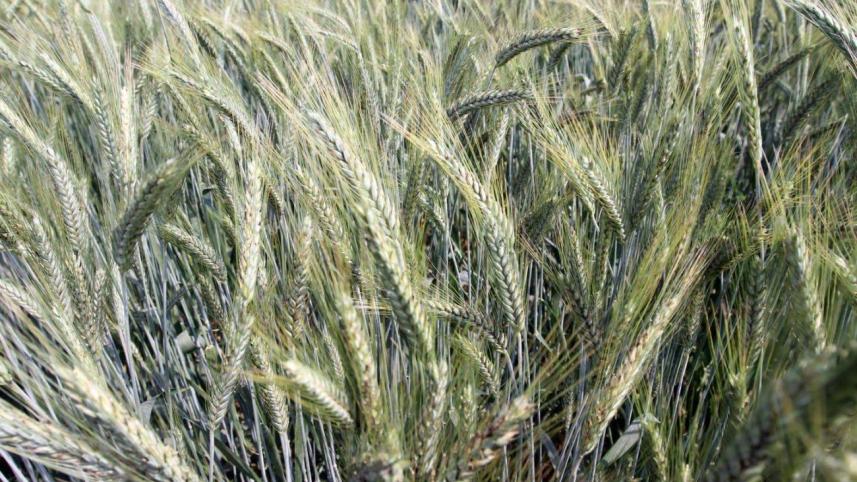 Dinajpur wheat growers.jpg