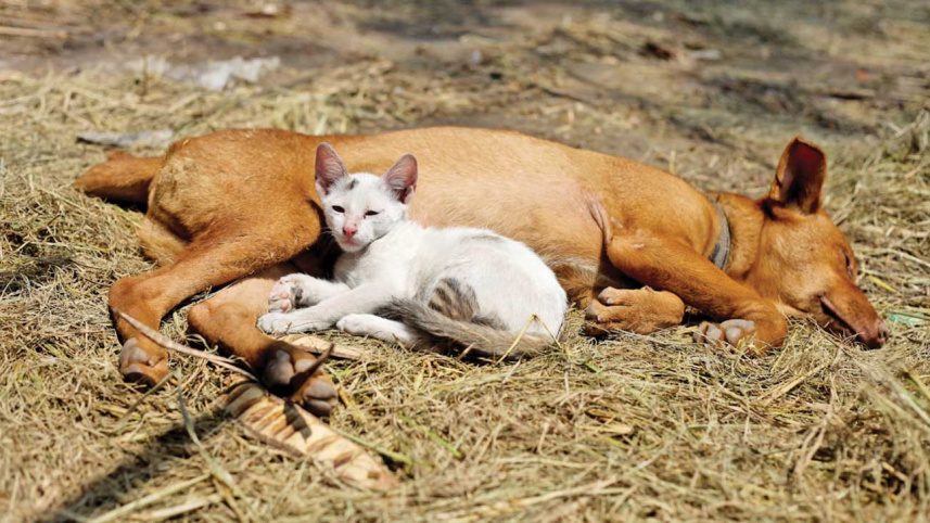 dog-cat.jpg