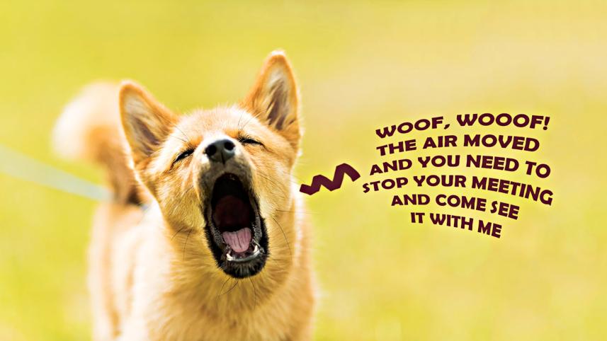 dog.jpg