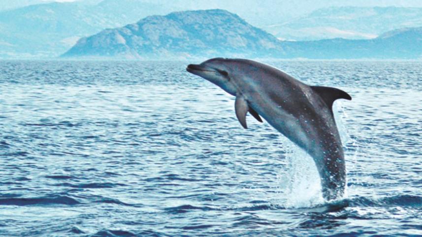 Dolphin.jpg