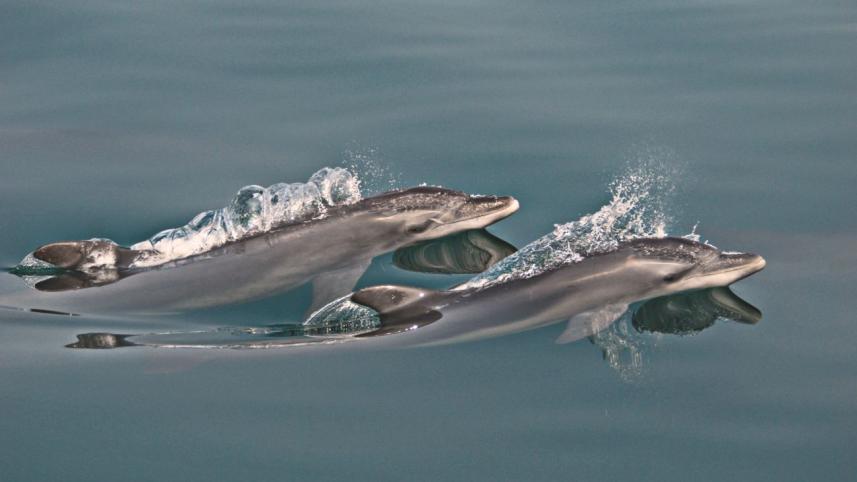 dolphin in bay 1.jpg
