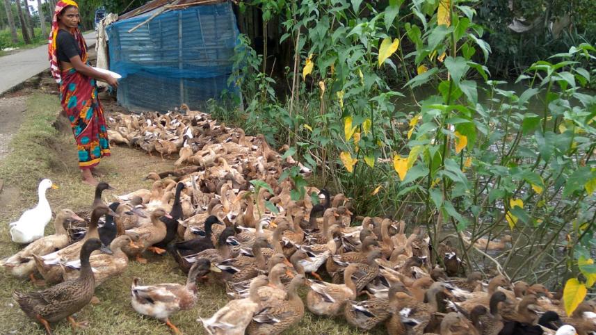 Duck farming.jpg