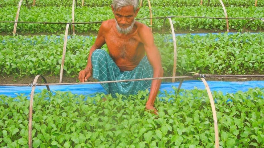Early winter vegetables.jpg