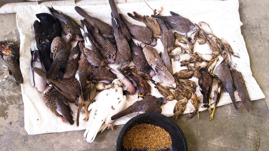 Edit Lalmonirhat birds killing .jpg