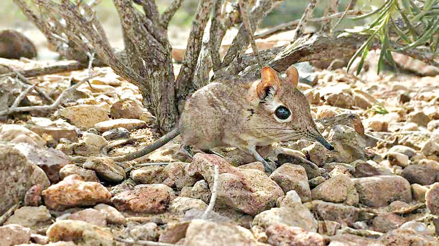 elephant-shrew.jpg