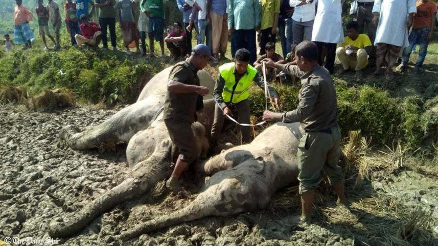 Two elephants electrocuted
