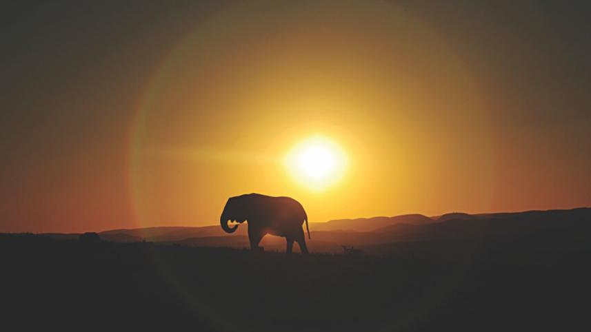 elephant.jpg