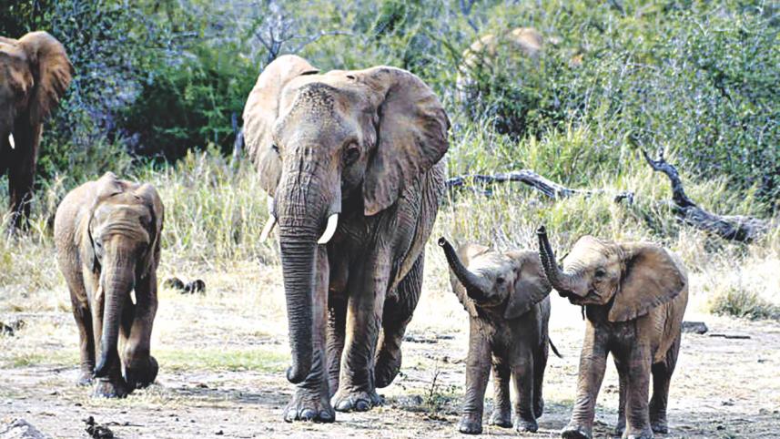 elephant.jpg