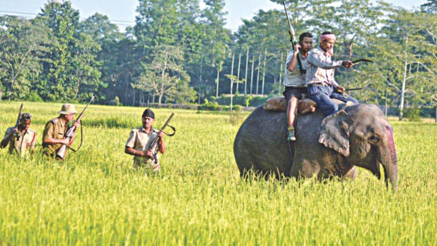 elephant.jpg