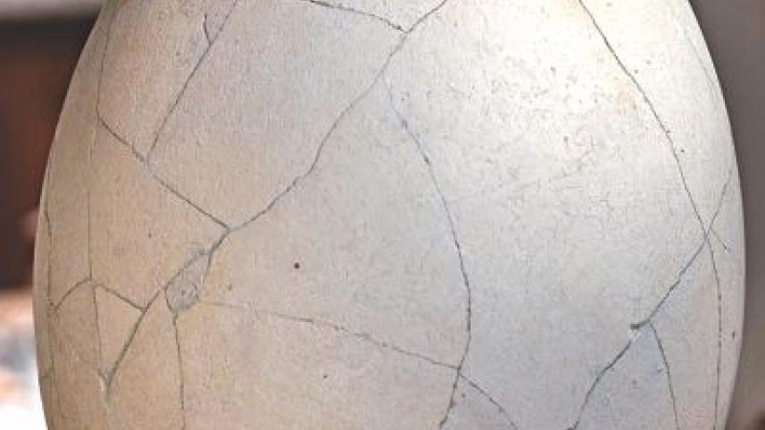 Elephant bird egg.jpg