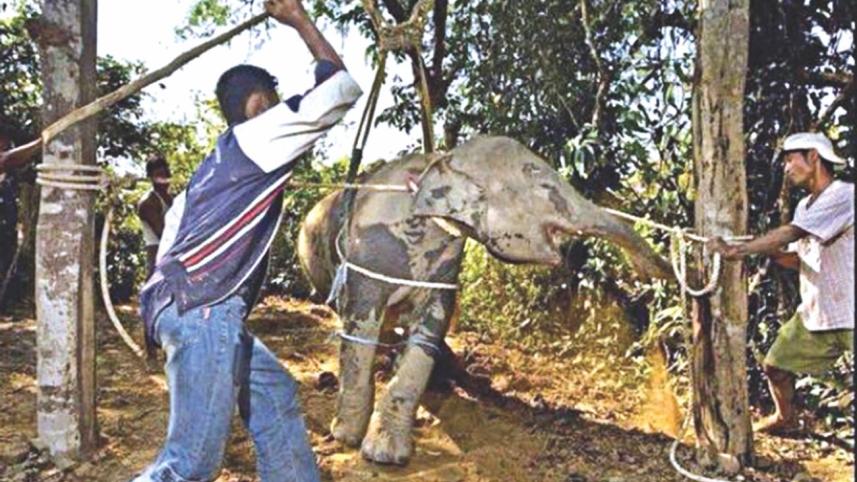 Elephants Tortured for our Entertainment