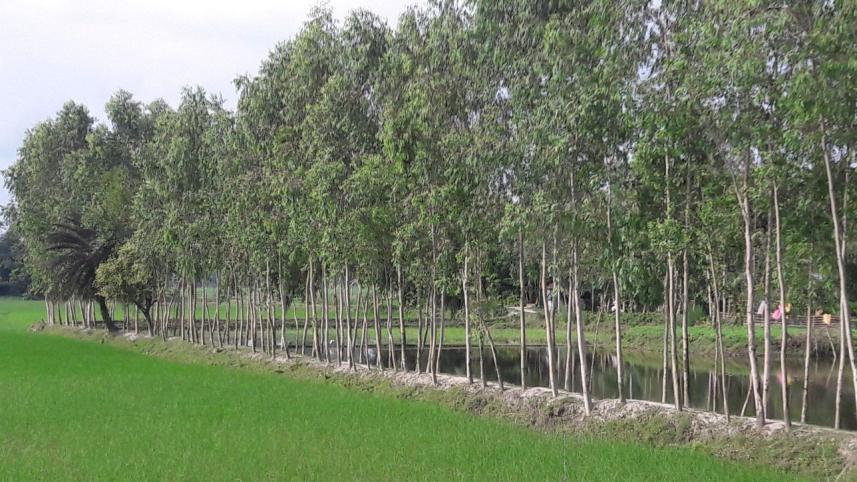 eucalyptus trees.jpg