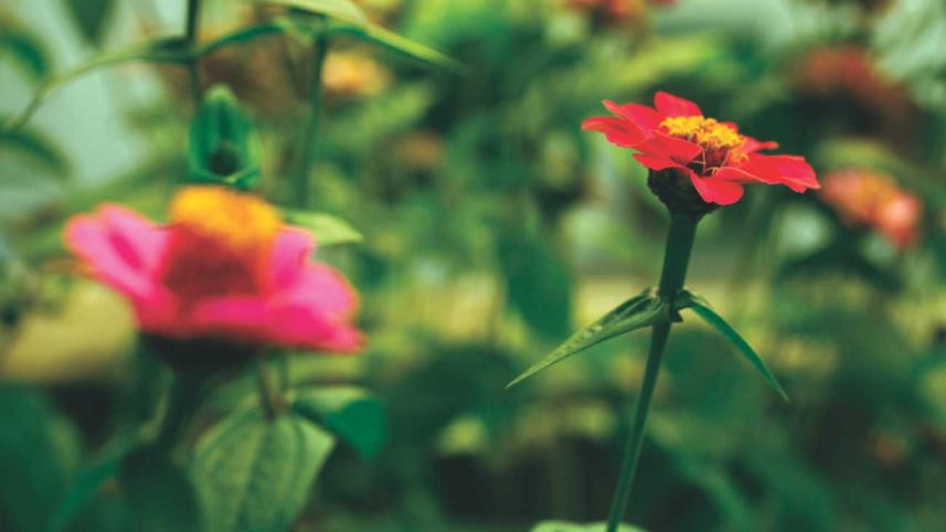 Fading greens in the concrete jungle