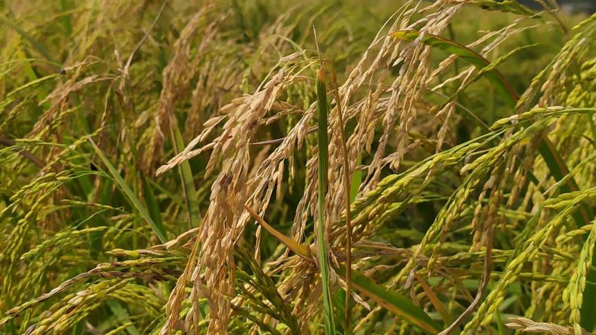 Fine rice blast disease.jpg