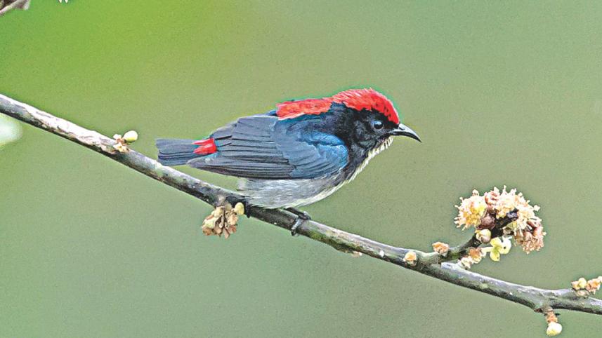 flowerpecker.jpg