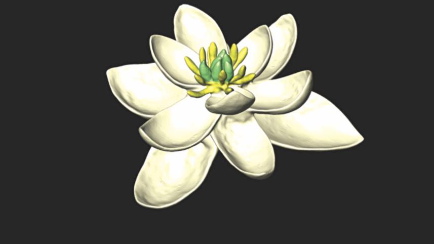 flowers.jpg