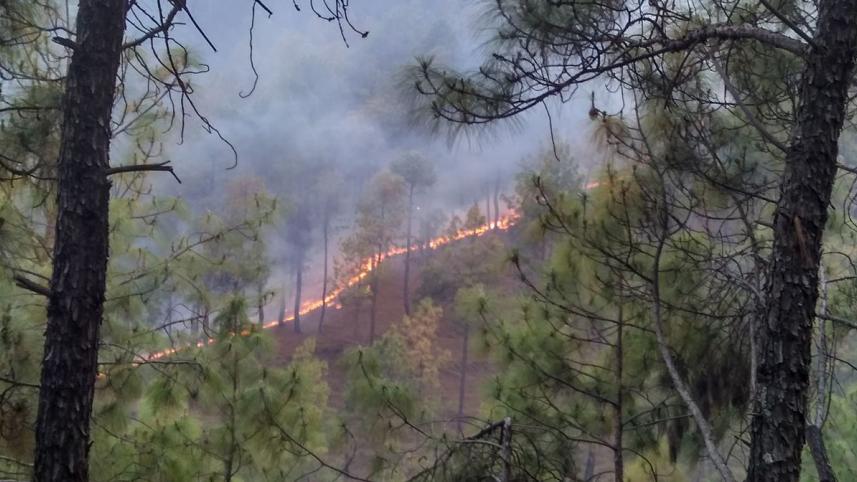 Forest_fire_in_Almora_District_2016.jpg