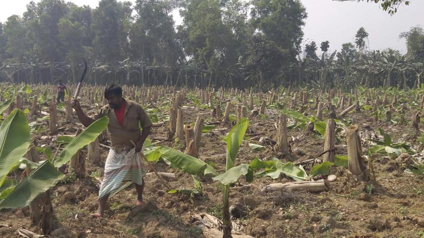 forestland freed.jpg