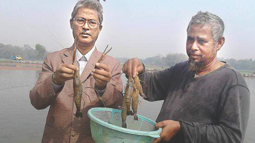 Freshwater shrimp farming.jpg