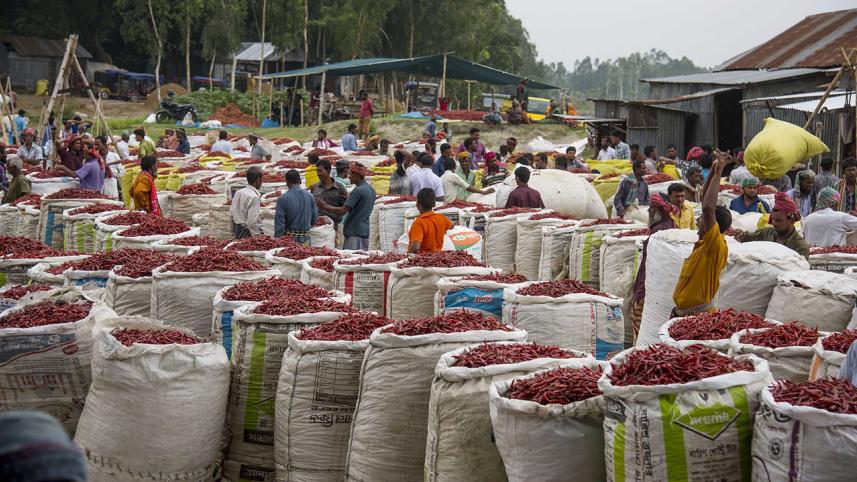 Gaibandha red chilli.jpg