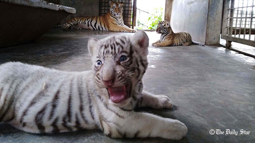 Gazipur-Tiger-News-10-09-2018-(2).jpg