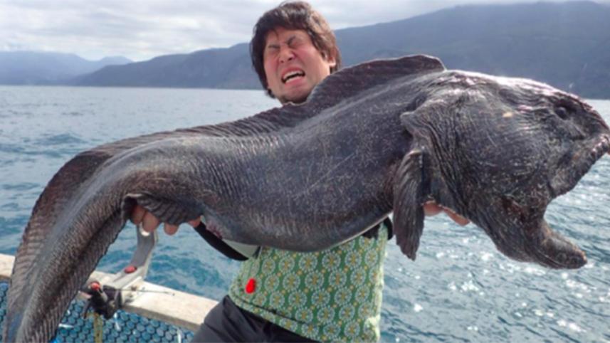 Giant-wolffish--1WB.jpg