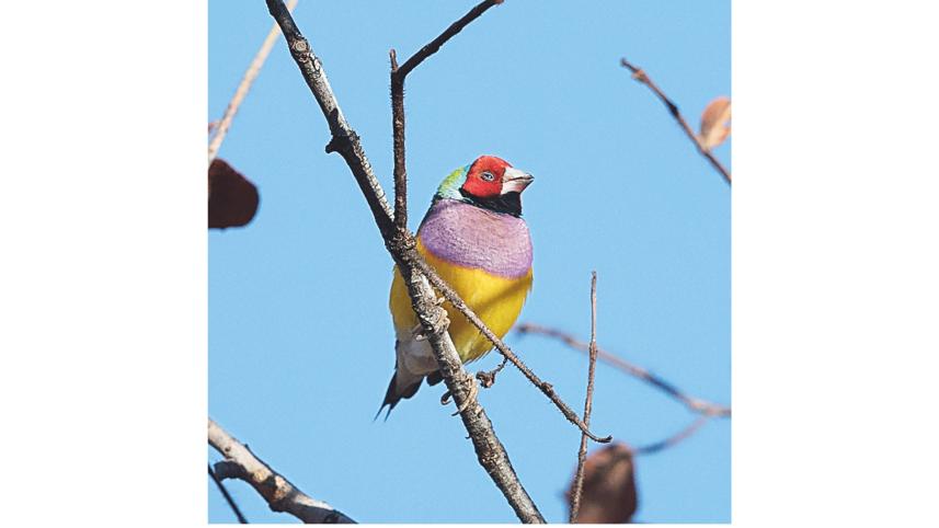 Gouldian Finch.jpg