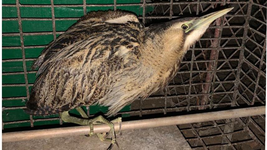 great bittern.jpg