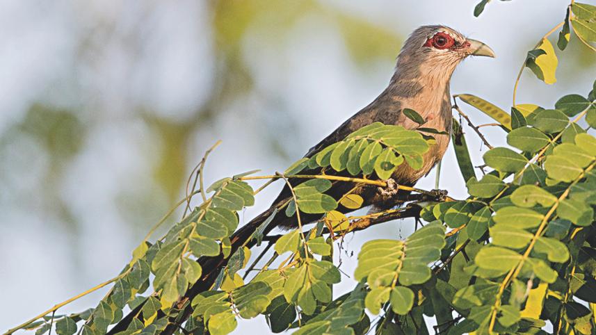 Green-billed malkoha.jpg
