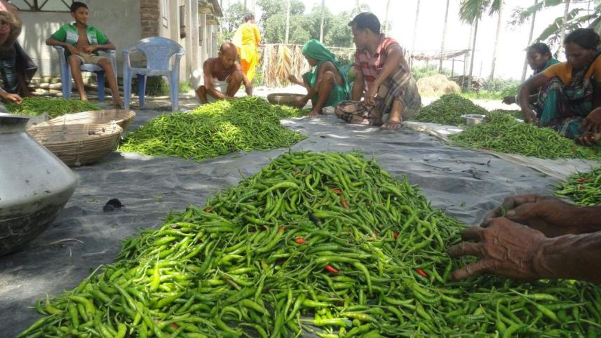 Green chilli Lalmonirhat.jpg