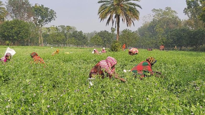 Green pea cultivation.jpg