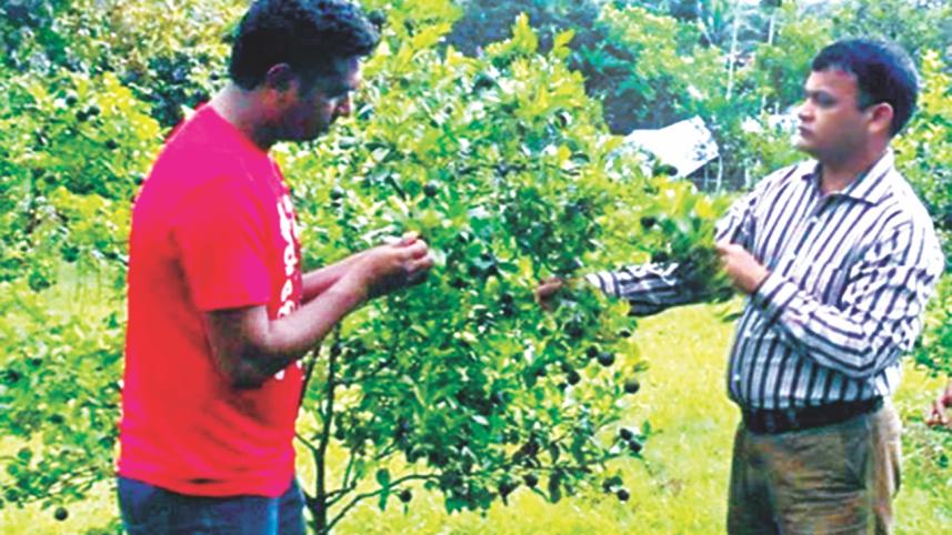 Greening disease 1.jpg