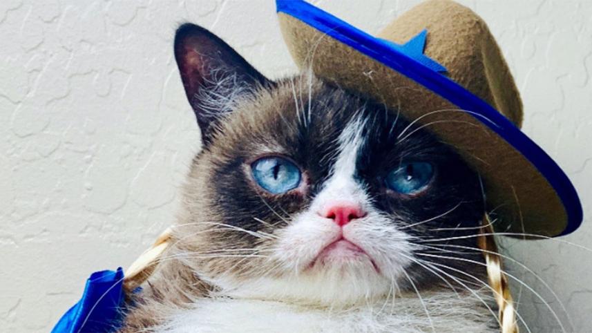 Grumpy-cat.jpg