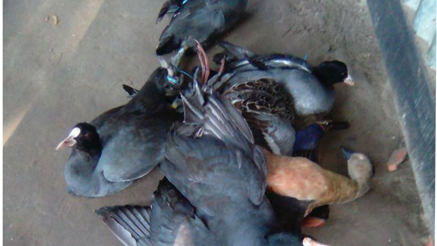 guest bird poachers.jpg