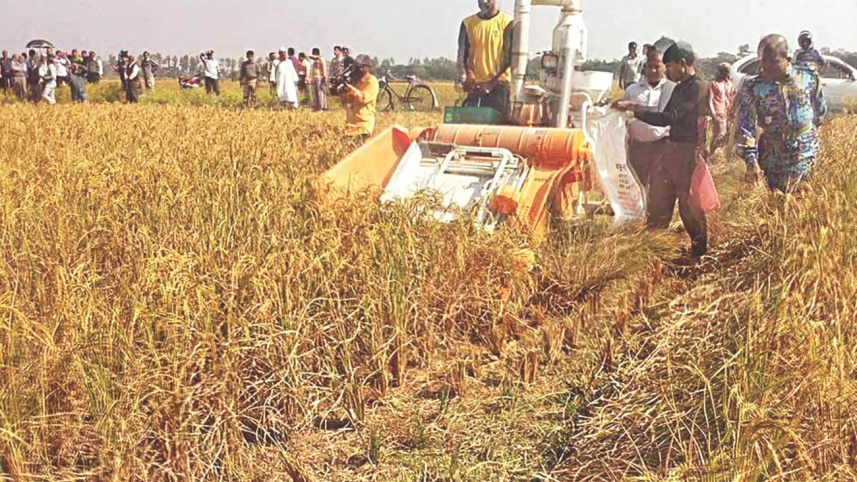 harvest.jpg