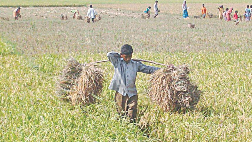 harvest.jpg
