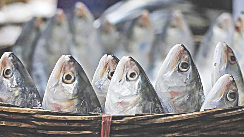 Hilsa