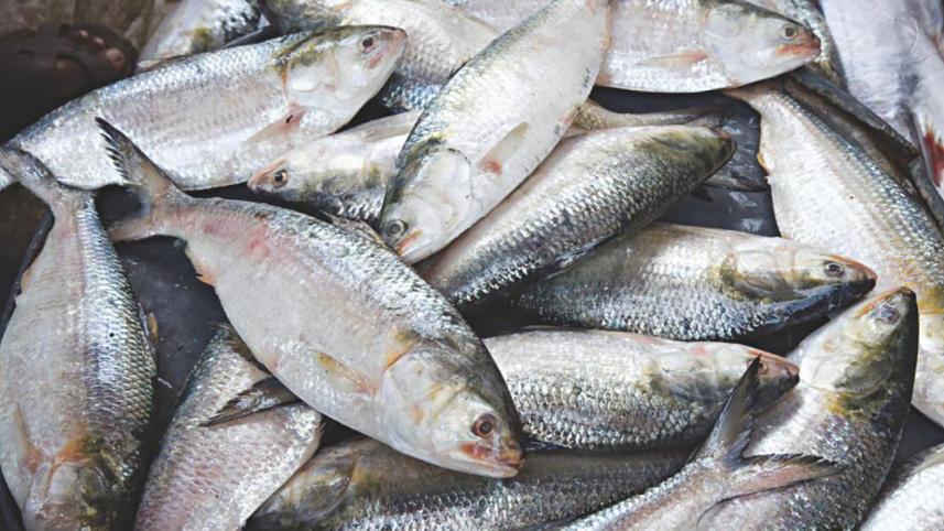 Hilsa Fish Export