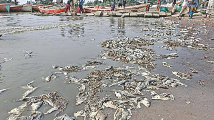 Hilsa catches go to waste