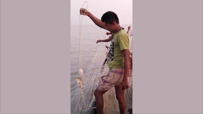 Hilsa fishing rampant.jpg