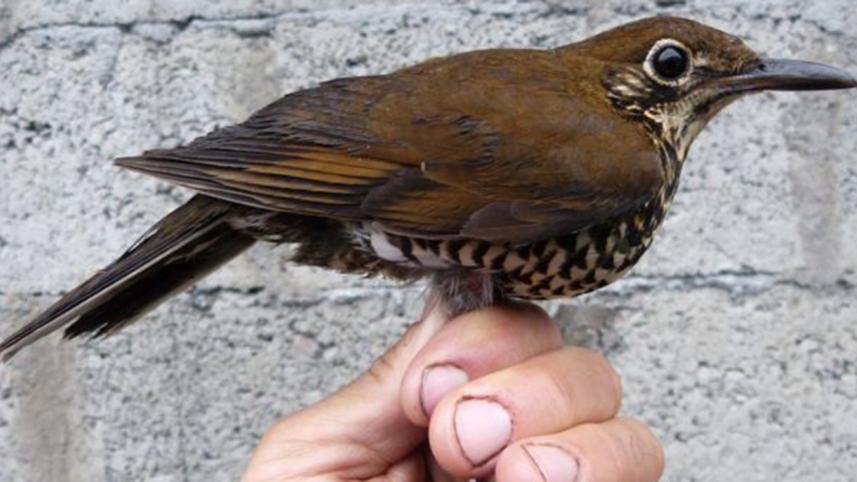 himalayanforestthrush.jpg