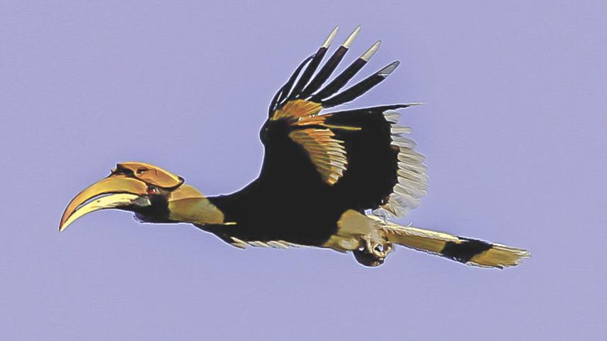 hornbill.jpg
