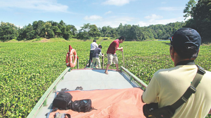 hyacinth Kaptai Lake.jpg