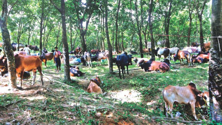 illegal cattle 1.jpg